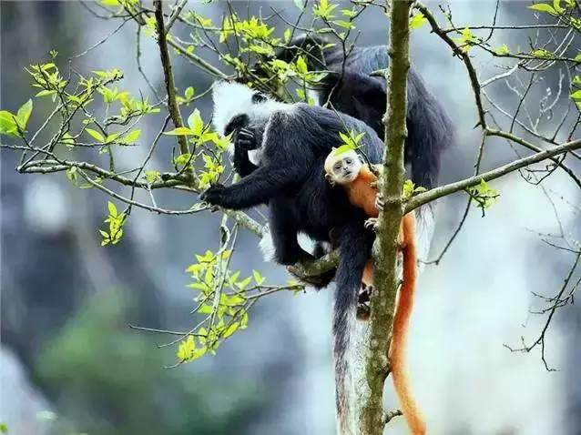 头条丨广西25个山清水秀的小城，风景不但美绝，还都是长寿之乡！