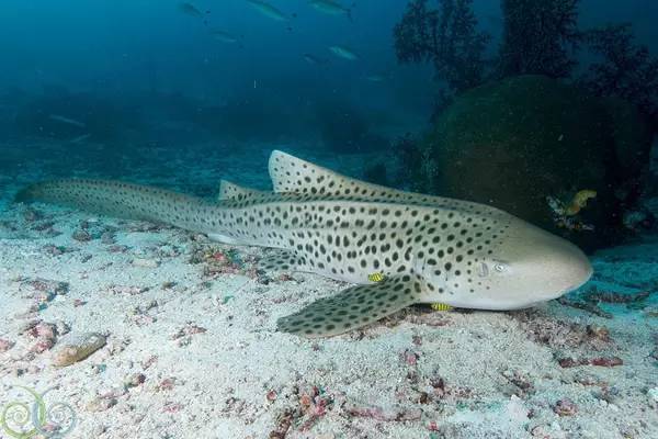 船宿潜水要什么水平,船宿潜水推荐