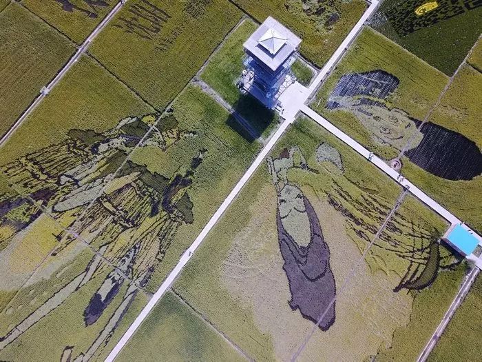 沈阳稻梦空间玉米,沈阳有稻梦空间吗