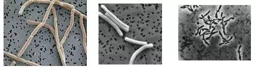 好贵的高档酸奶,超贵但超好喝的酸奶