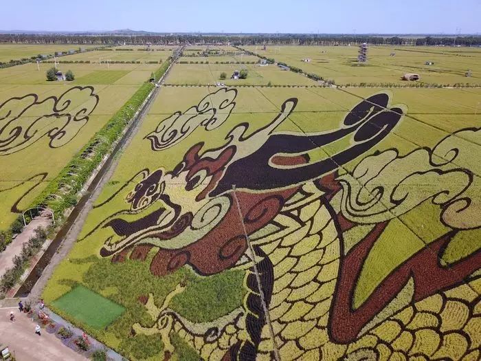 沈阳稻梦空间玉米,沈阳稻梦空间的水稻