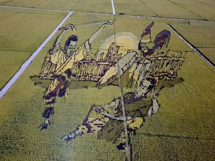 沈阳稻梦空间玉米,沈阳稻梦空间的水稻