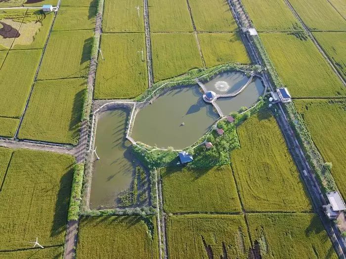 沈阳稻梦空间玉米,沈阳稻梦空间的水稻