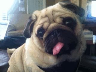 爱宠健康的标准,爱宠健康的护理