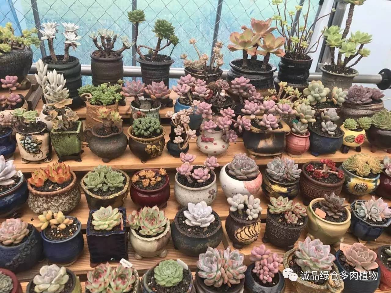 秀肉肉｜本周韩国肉肉直播图集