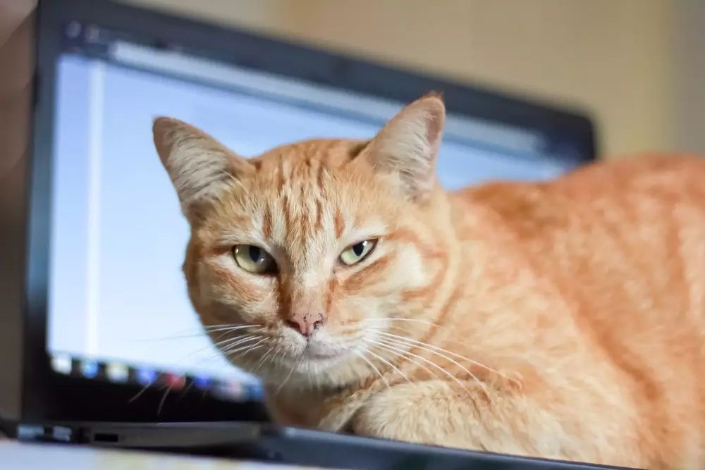 怎么用手机键盘打出一只猫,键盘按键显示一只猫