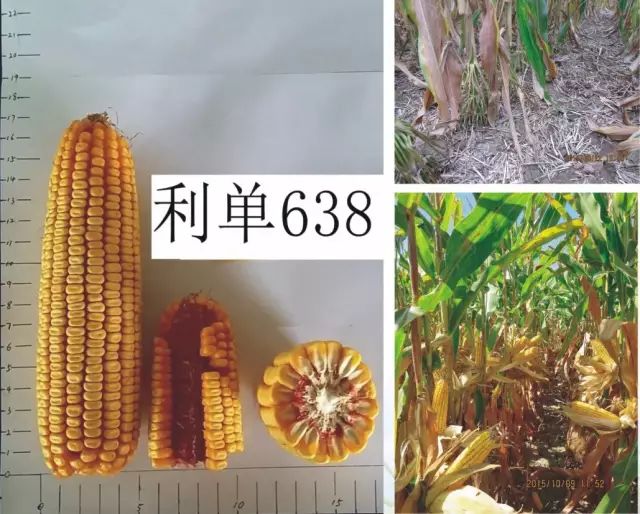 2021年玉米核心品种展示,中国玉米新品种图鉴官网