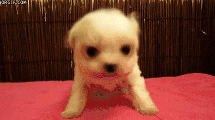 爱宠健康的护理,爱宠健康的标准