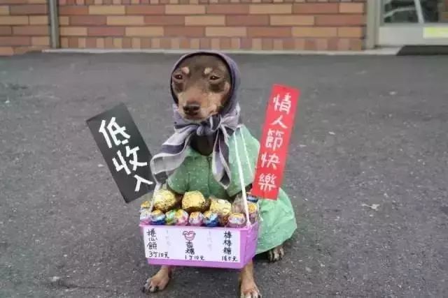 狗狗当销售部老总,狗当老板的店视频