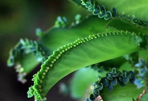 不死鸟爆盆全过程,不死鸟多肉爆盆视频