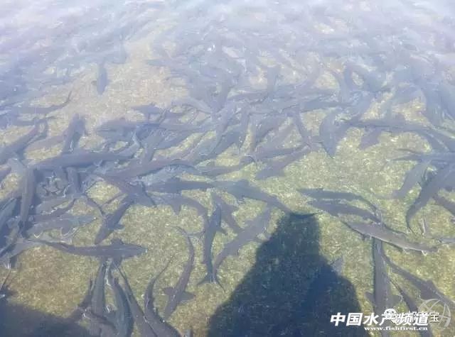 鲟鱼适合怎样吃,吃得好花费少