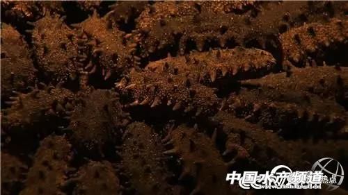 连海都没有见过的人，却靠海参发家致富！