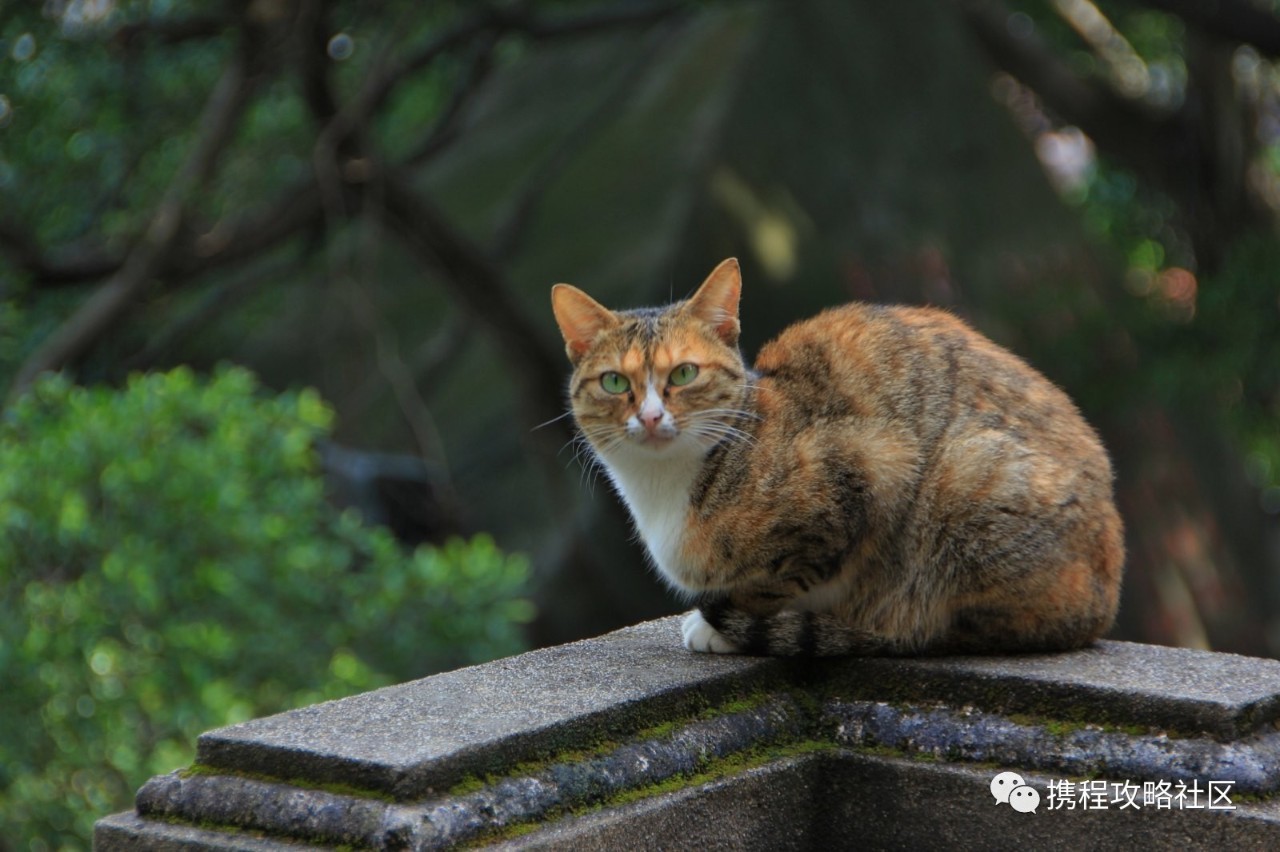 鼓浪屿小众景点大全,鼓浪屿上小众而安静的住宿