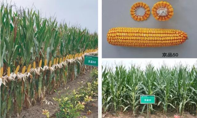 2021年玉米核心品种展示,中国玉米新品种图鉴官网