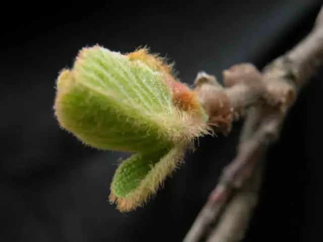 丹棱应季水果有什么,丹棱哪种水果最好