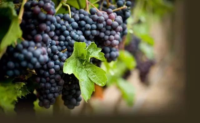 白鹿原葡萄主题公园,西安附近葡萄主题公园