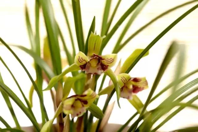 美肤植物,植物百科仿生植物