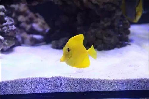 黄金吊食藻,黄金吊介绍