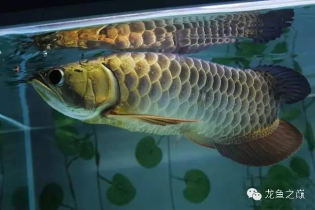 龙鱼驯食的视频,龙鱼怎样训食
