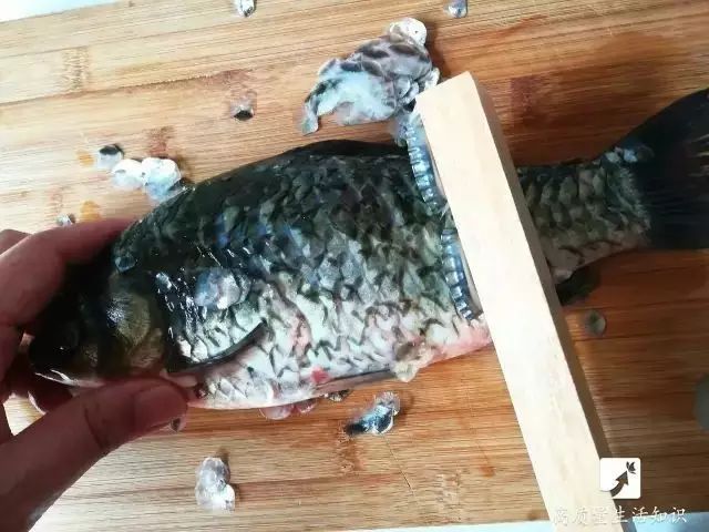 用刀可以刮去鱼鳞吗,用起来太方便刮鱼鳞几秒轻松搞定