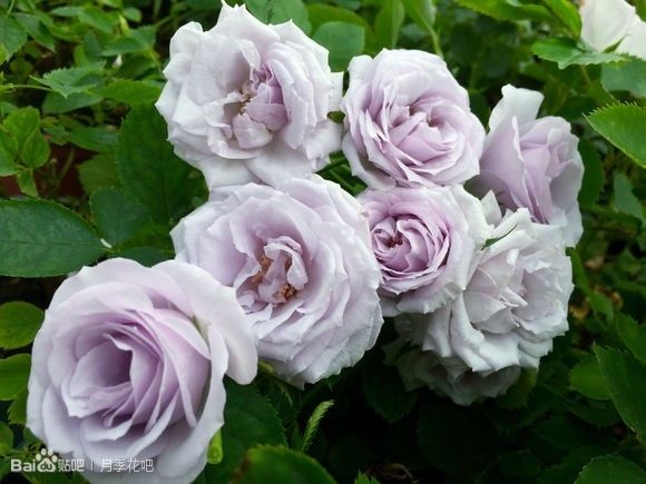 蓝紫色的爬藤月季有哪些品种,天狼蓝紫色月季哪款最优秀