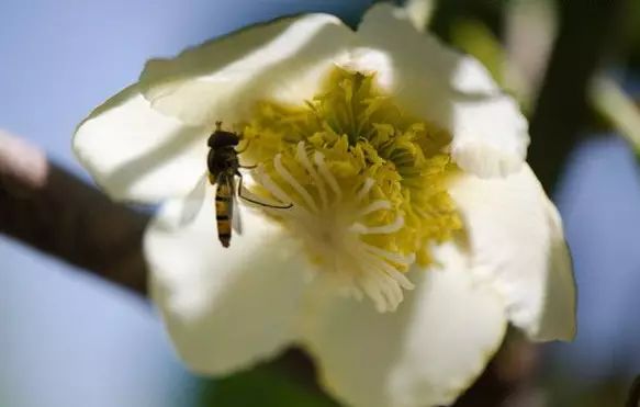 丹棱应季水果有什么,丹棱哪种水果最好