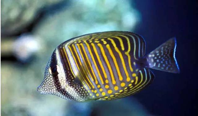 新手打理鱼缸,帮忙修理好鱼缸游戏