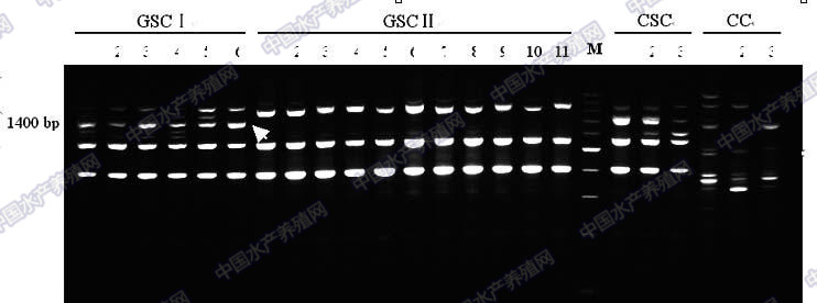 畜牧养殖动物常见疾病及控制措施,水产养殖中应激的危害及应对措施