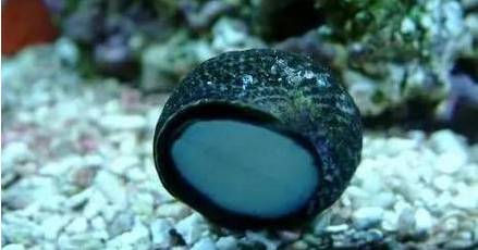 新手打理鱼缸,帮忙修理好鱼缸游戏