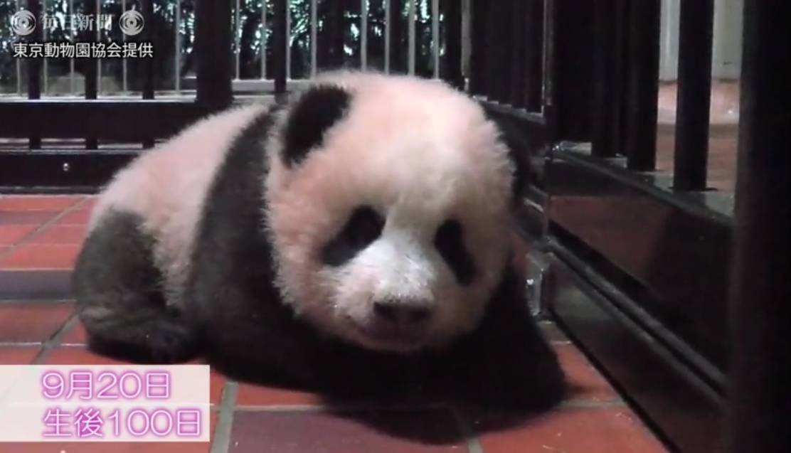 熊猫宝宝起名字是怎么由来的,2021年所有熊猫宝宝名字