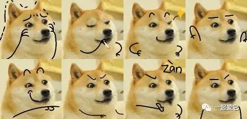 养宠知识长视频,新生犬0-1个月护理