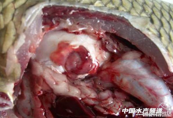 鲤鱼常见鱼病治疗方法,鲤鱼得了细菌性烂鳃病怎么治疗