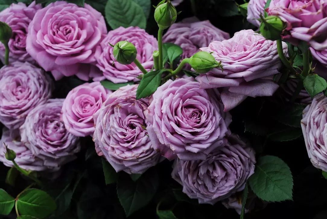 蓝紫色的爬藤月季有哪些品种,天狼蓝紫色月季哪款最优秀