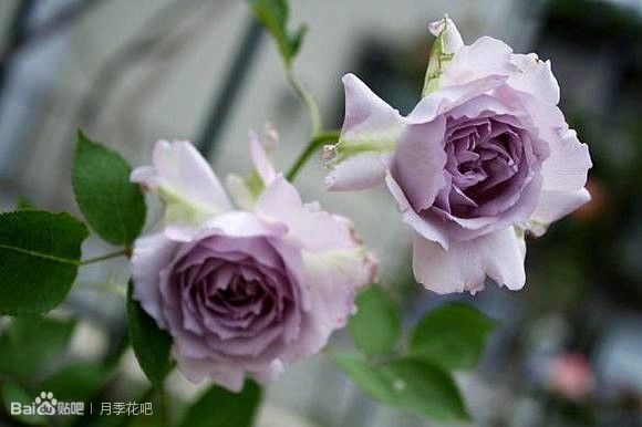 蓝紫色月季无刺品种有哪些,枝条细弱蓝紫色月季品种