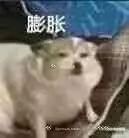 风很大又好用的化妆品,兰蔻小安瓶效果