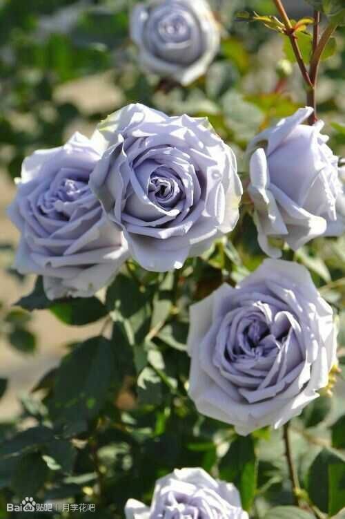 蓝紫色月季无刺品种有哪些,枝条细弱蓝紫色月季品种