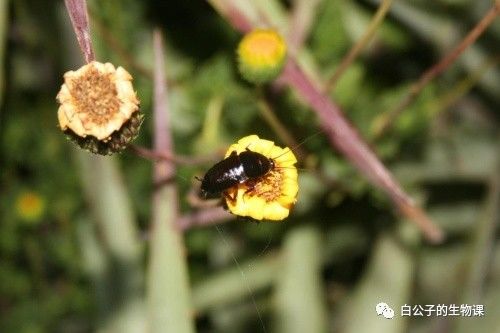 你以为蟑螂什么都吃？可是也有只吃花粉的小清新蟑螂啊！小强万岁！