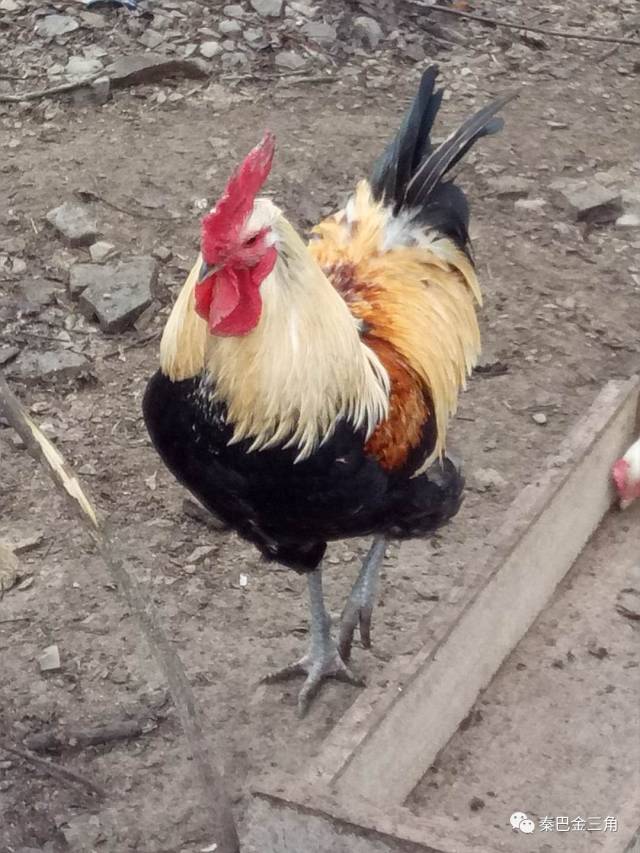 第一次来星级酒店觉得自己老土,星级酒店好进么