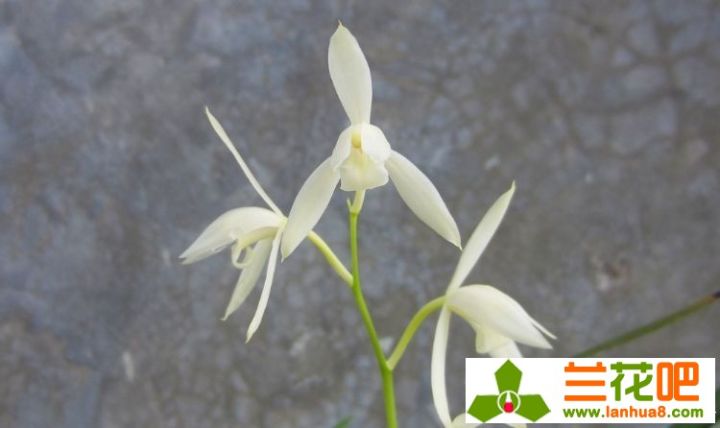 兰花叶面肥和灌根同时进行吗,兰花叶肥利弊