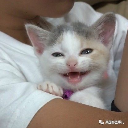 铲屎官养的猫夫妻,一对猫夫妇的铲屎官