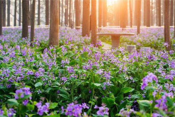 二百块钱玩南京一天,南京有哪些不要钱的游玩地方