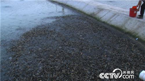 台湾大泥鳅养殖前景价值,台湾大泥鳅一年长多少