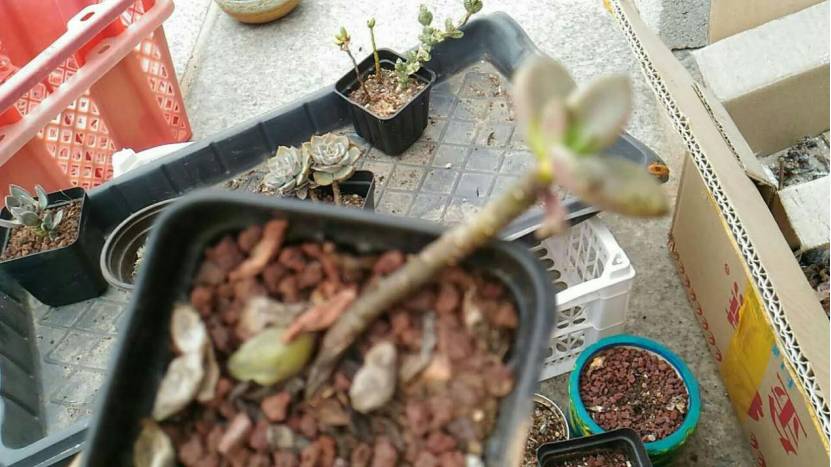 经历了天灾*祸人**的多肉，居然能靠这招拯救？