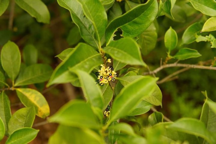 秋意浓，桂枝香（内附超萌桂花表情包,*/\*）