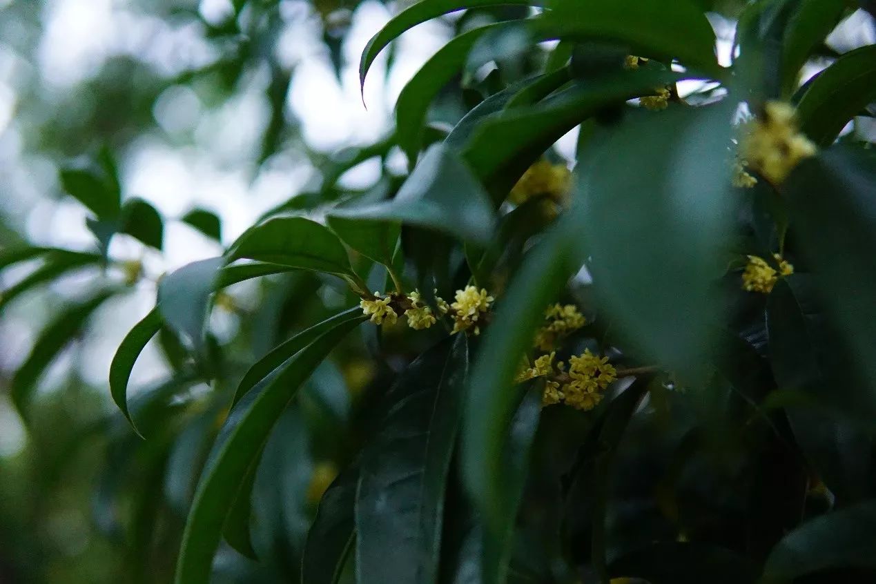 秋意浓，桂枝香（内附超萌桂花表情包,*/\*）