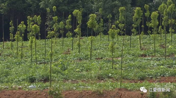 新闻｜阅读两分钟知晓江夏事「2017年10月14日」