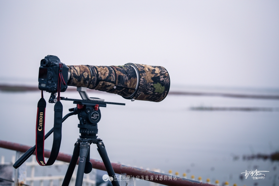 湿地观鸟自然体验,观鸟是一种宁静的心境