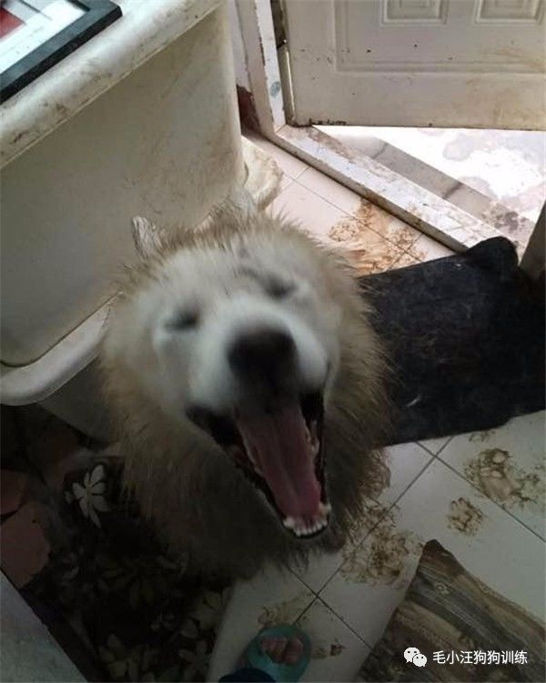 附近的宠物店太多怎么办,被全国的宠物店拉黑的狗