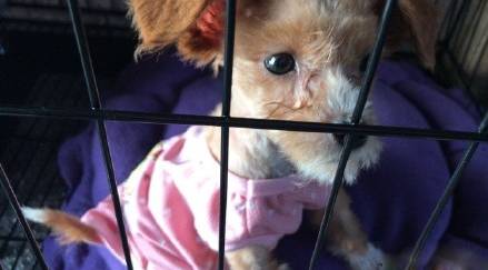 领养的宠物有病怎么办,领养的狗狗有问题可以索赔吗