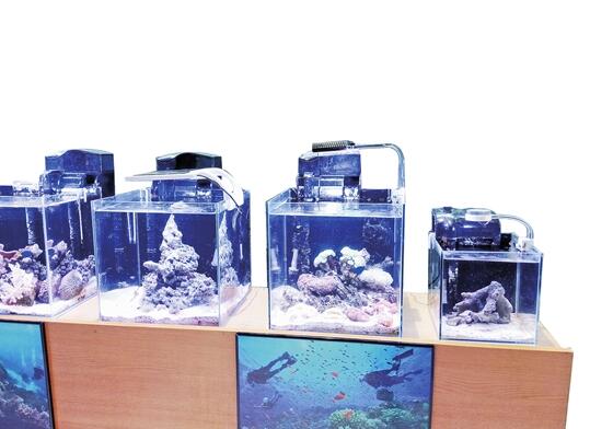 海水缸走俏昆明最低需要上万元